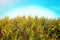 Corn field with blue sky and bright sunlight. Landscape view of a ripe cornfield with a hill