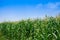 Corn field in clear day, Corn tree at farm land with blue cloudy Sky,Agricultural Industry Commission