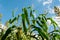 Corn field close up leaves