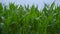 Corn field closeup. Panning on corn field. Corn stalks swaying in wind