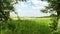 Corn field and clouds in the blue sky.