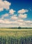 Corn field and cloudy sky instagram stile