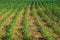 Corn field. Corn field treated with chemicals for the destruction of weeds