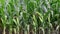 Corn Field, Cornfield, Farm Background