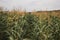 Corn field in countryside. Horizontal color photography