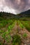 Corn field with dramatic clouds at Kundasang, Sabah, East Malaysia