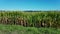 Corn field from the drone perspective. A breathtaking shot from the air.Germany