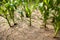 Corn field during drought, hot weather, cracked ground, dry soil.