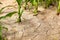 Corn field during drought, hot weather, cracked ground, dry soil.