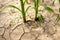 Corn field during drought, hot weather, cracked ground, dry soil.