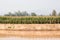 Corn field in dry season, Thailand