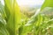 Corn field in early morning light, Corn leaves