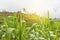 Corn field in early morning light, Corn leaves