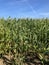 Corn field in early summer, Somerset