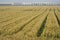 Corn field and factory