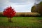 Corn Field, Fall Colors