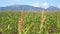 Corn field or farm, closeup detail to crop tops, mountains in background, camera slide slowly