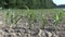 Corn field, forest background.