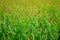 Corn field with green leaves and blossom cluster.