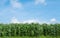 Corn field green meadow farm and blue sky.