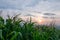Corn field green meadow farm and blue sky in twilight