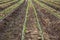 Corn field growing with drip irrigation