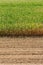 Corn field, half harvested half to be harvested