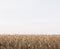 Corn field harvest golden season autumn sky