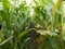 Corn field before harvest. Ripe corn cobs in row behind. Detail view submerged between corn.