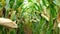 Corn field before harvest. Ripe corn cobs in row behind. Detail view submerged between corn.