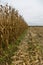 Corn Field Harvested by Specialized Machine