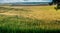 Corn field on the hills, farmland on the horizon