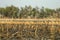 Corn field after irresponsibly burnt , destroyed and turned to ashes