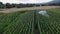 Corn field irrigation