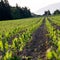 Corn field in late spring