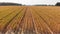 Corn field in late summer. Aerial farming landscape.