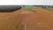 Corn field in late summer. Aerial farming landscape.