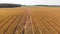 Corn field in late summer. Aerial farming landscape.
