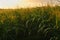 Corn field in the morning sun. Farming with natural ecological vegetables. AI generated