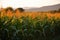 Corn field in the morning sun. Farming with natural ecological vegetables. AI generated