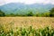 Corn field with mountain on background. corn agriculture. cereal factory process. pre-harvest.