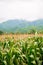 Corn field with mountain on background. corn agriculture. cereal factory process. pre-harvest.