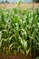 Corn field with mountain on background. corn agriculture. cereal factory process. pre-harvest.