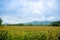 Corn field with mountain on background. corn agriculture. cereal factory process. pre-harvest.