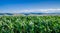 Corn field and mountains