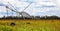 Corn field in the outback Australia