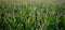 Corn field panorama, backlighted tassles green and gold