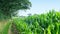 Corn Field And Path In The Daytime