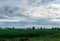 Corn field in Pitt Meadows