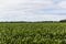 A corn field plantation on the wadden sea island Texel in the Netherlands